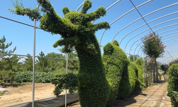 園藝師“妙手生花”，這家苗圃“風景獨好”！